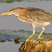 Green Heron